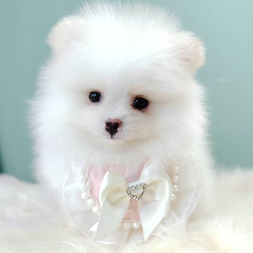 Pomeranian 博美