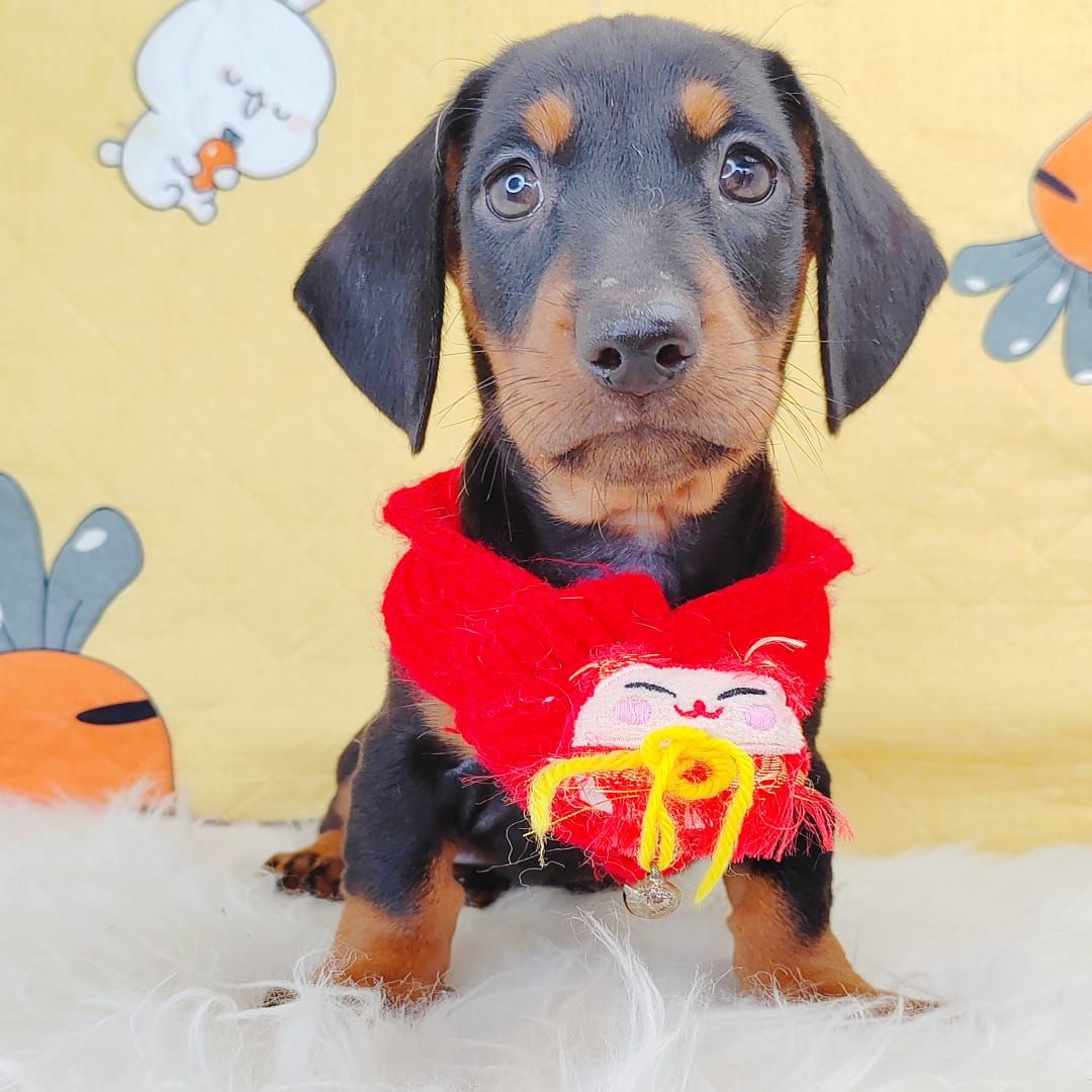 Dachshund 腊肠狗
