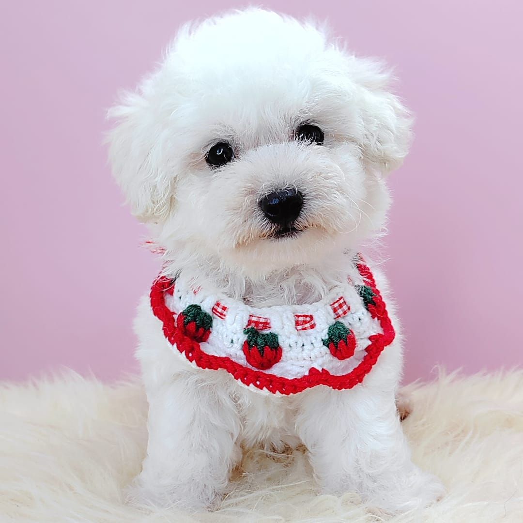 Poodle 娉拌开璐靛