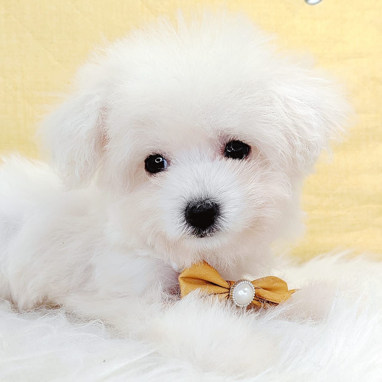 Poochon 泰迪熊