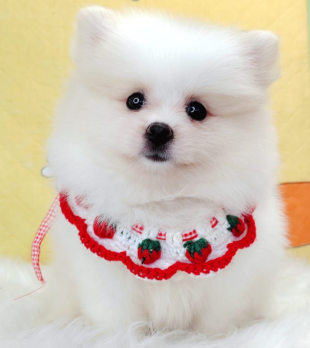 Pomeranian 博美