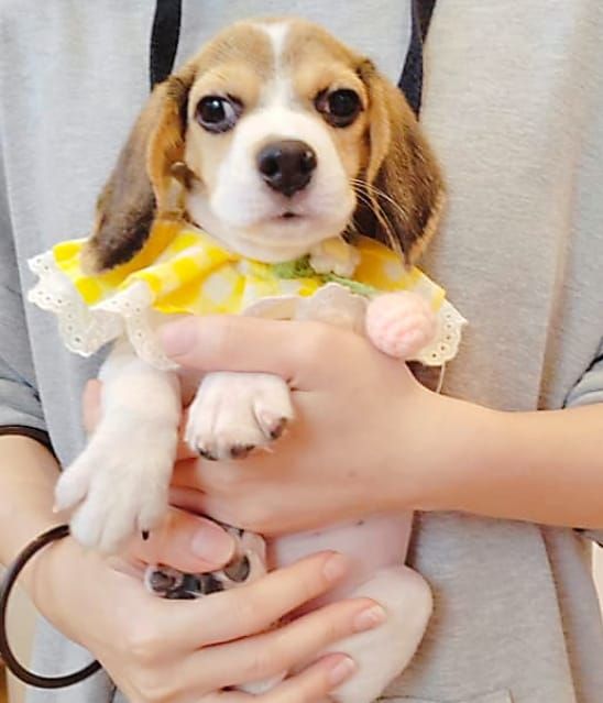 Beagle 米格鲁