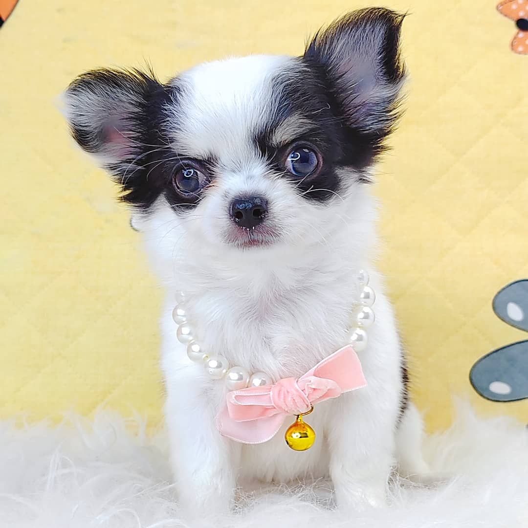 Chihuahua 吉娃娃
