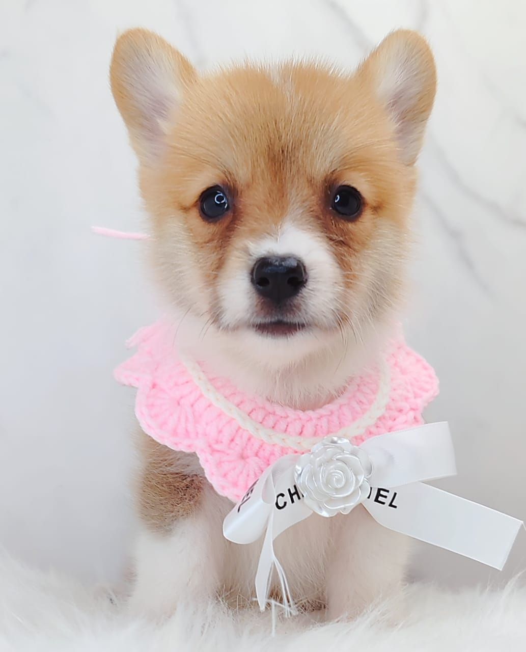Corgi 柯基