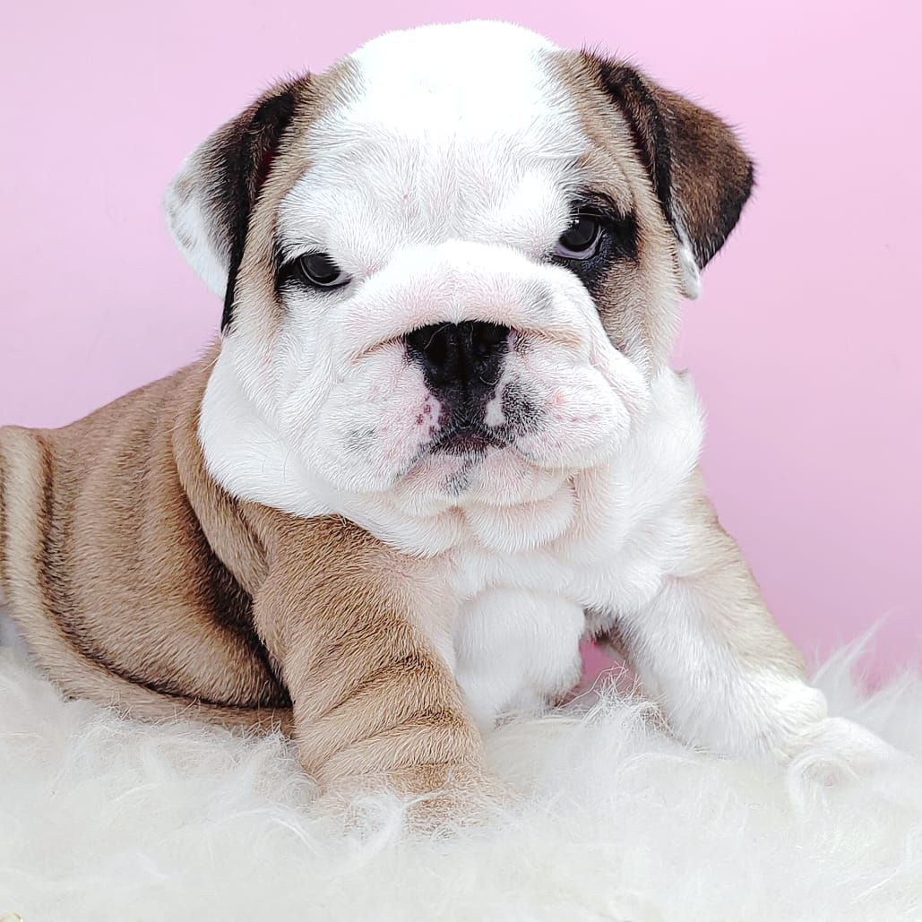 English Bulldog 英国斗牛犬
