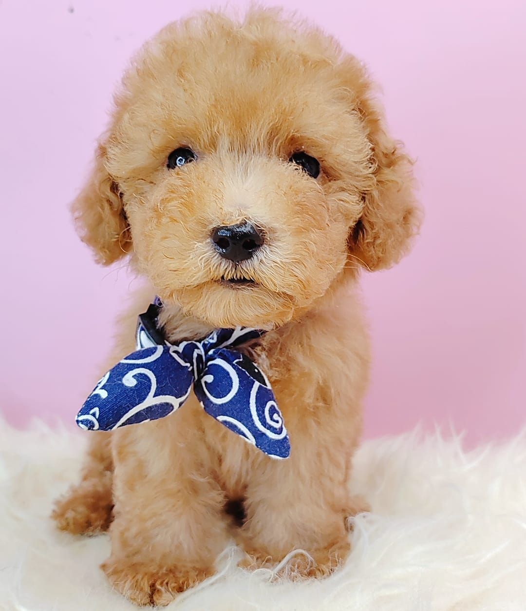Poodle 娉拌开璐靛