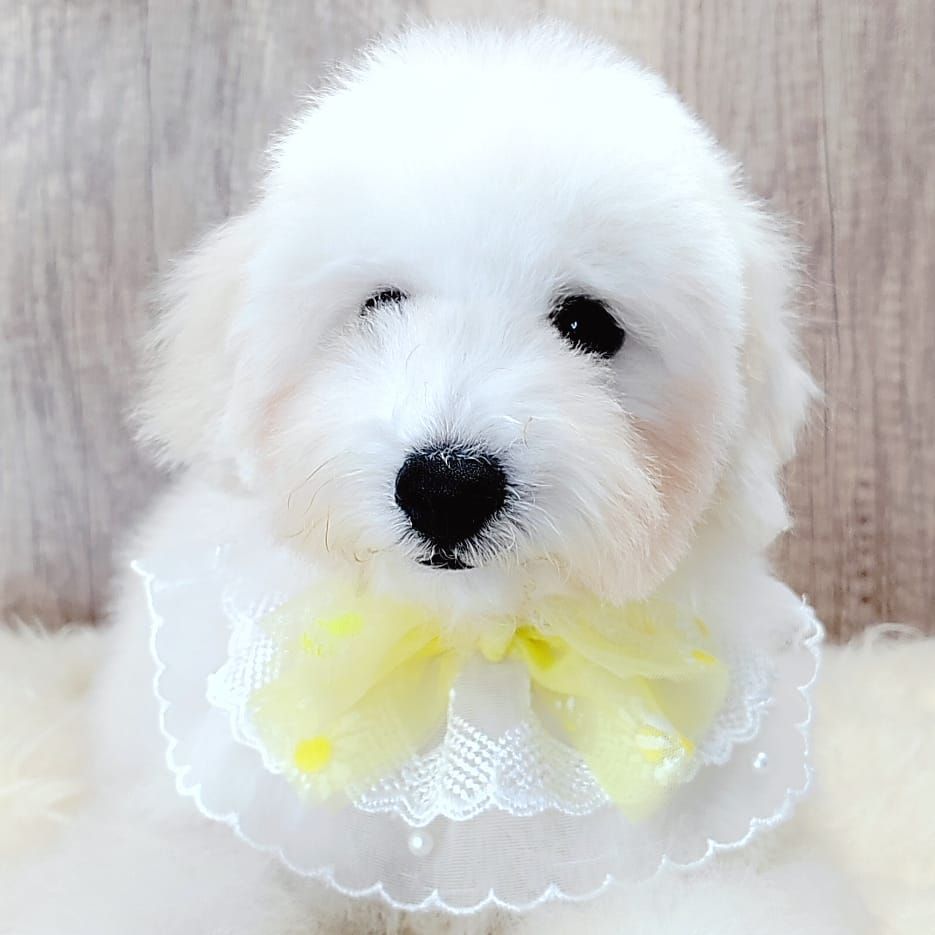 Poodle 娉拌开璐靛
