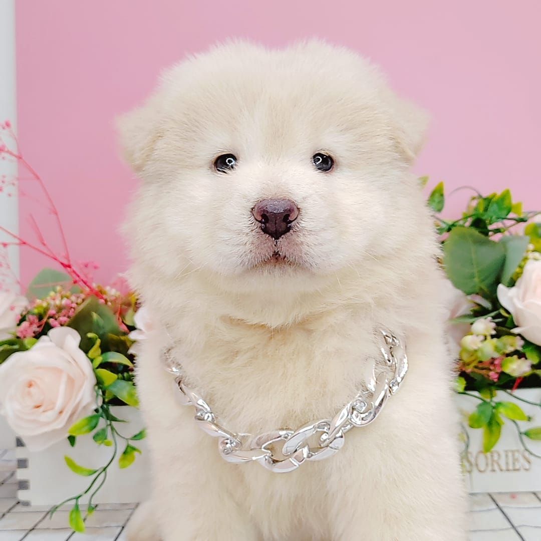 Chow Chow 松狮犬