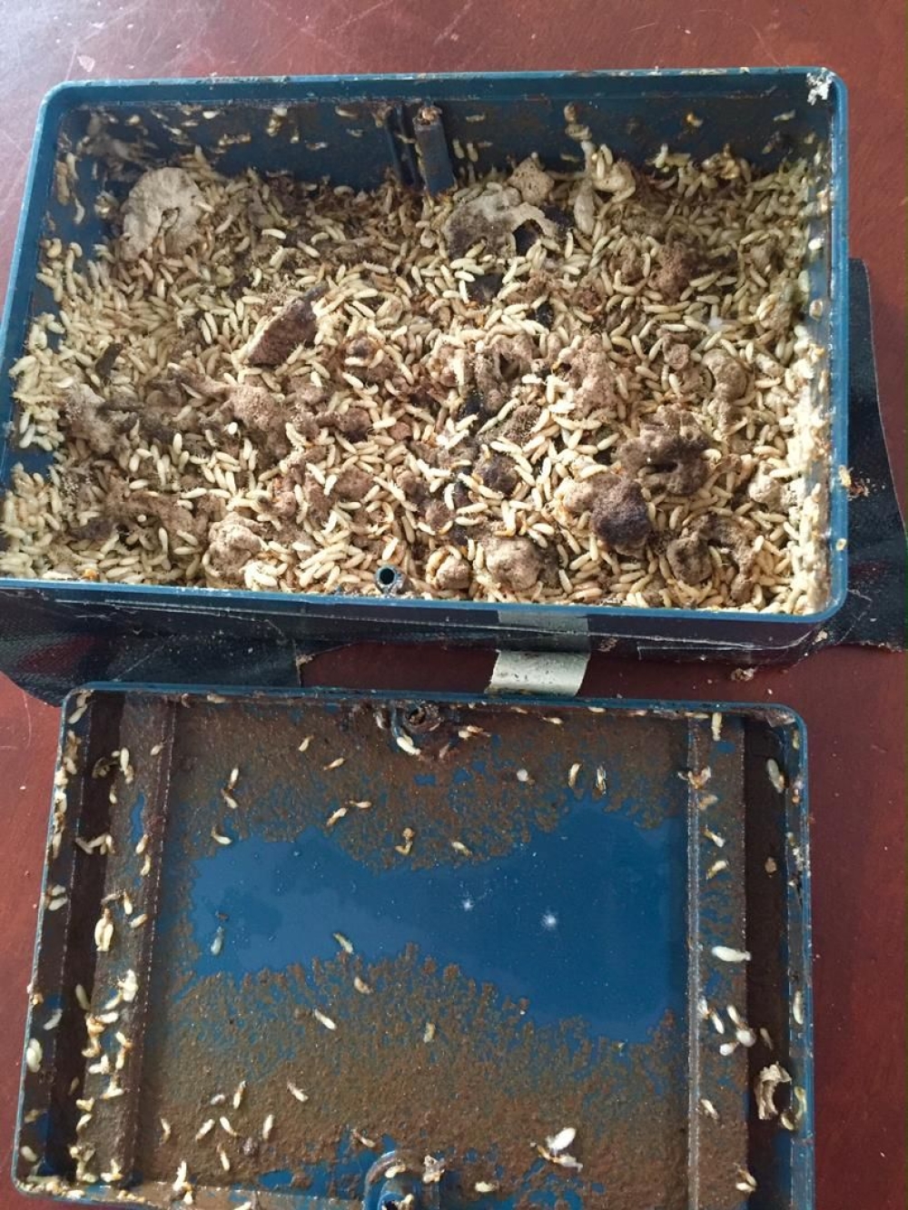 Termite Baiting and Prevention Pest Control Services