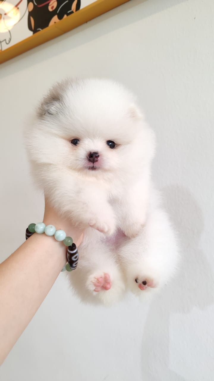Pomeranian 博美