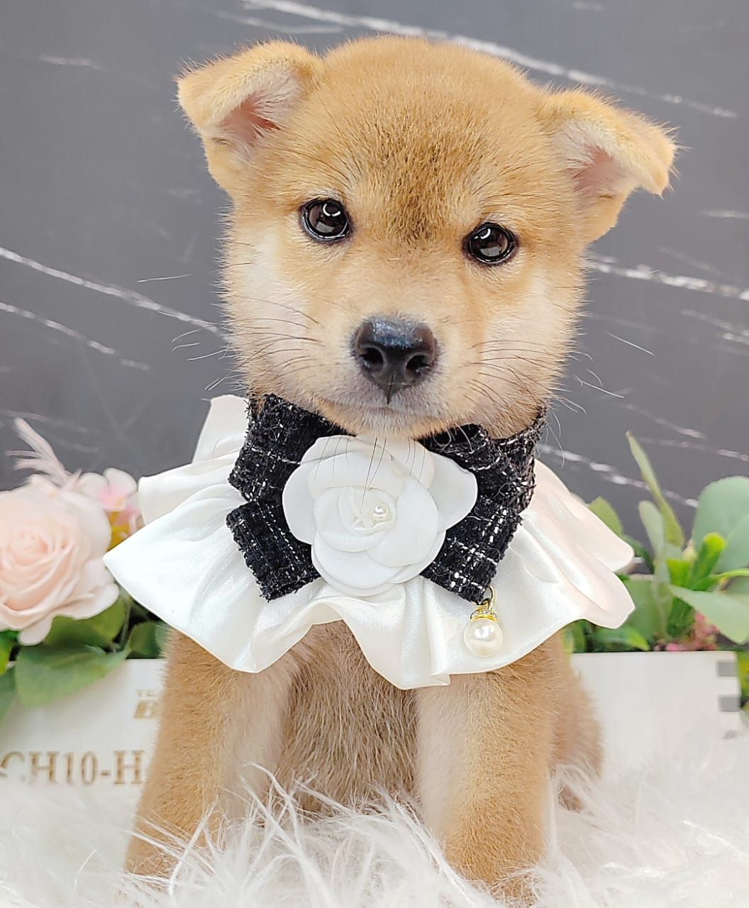 Shiba Inu 柴犬