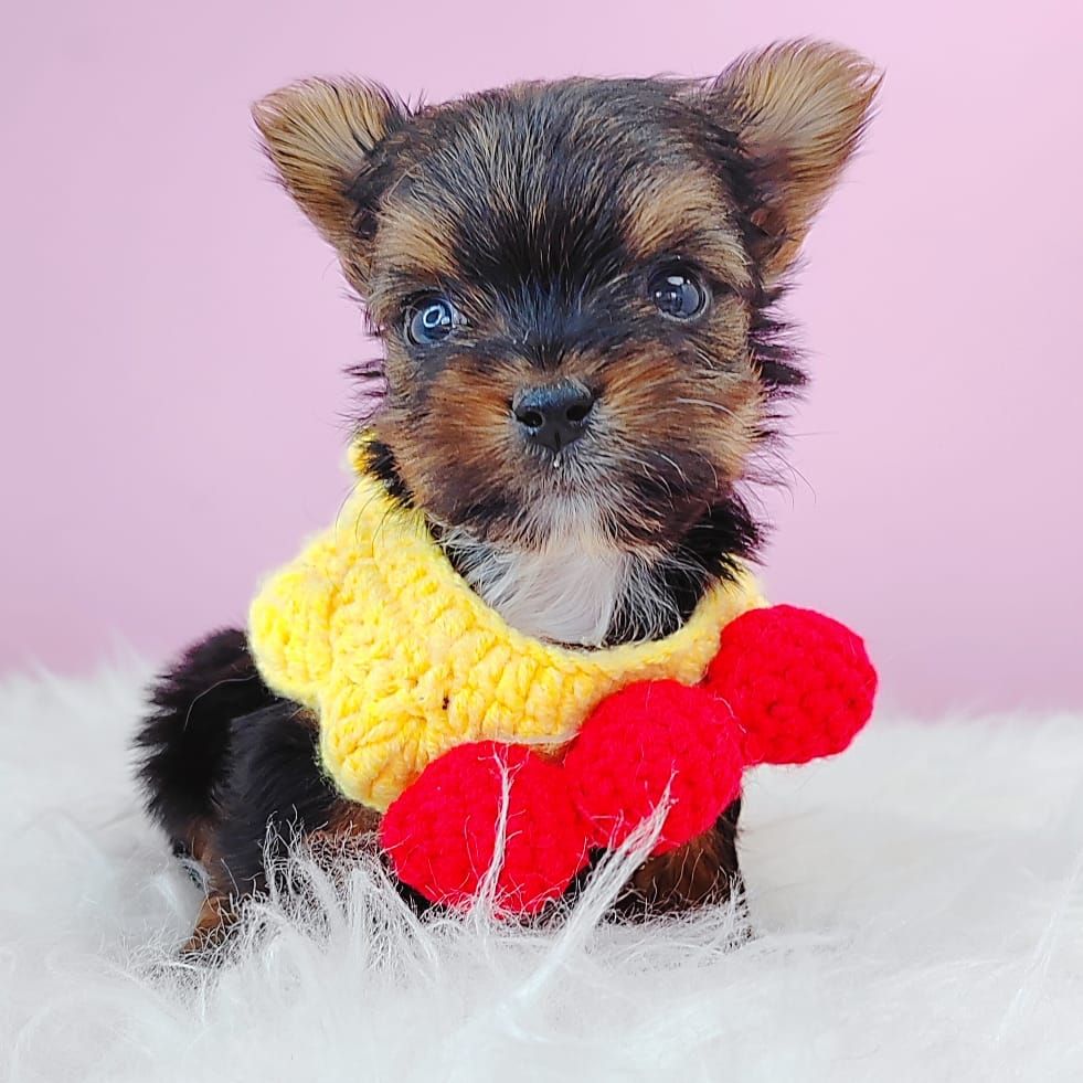 Yorkshire Terrier 约克夏