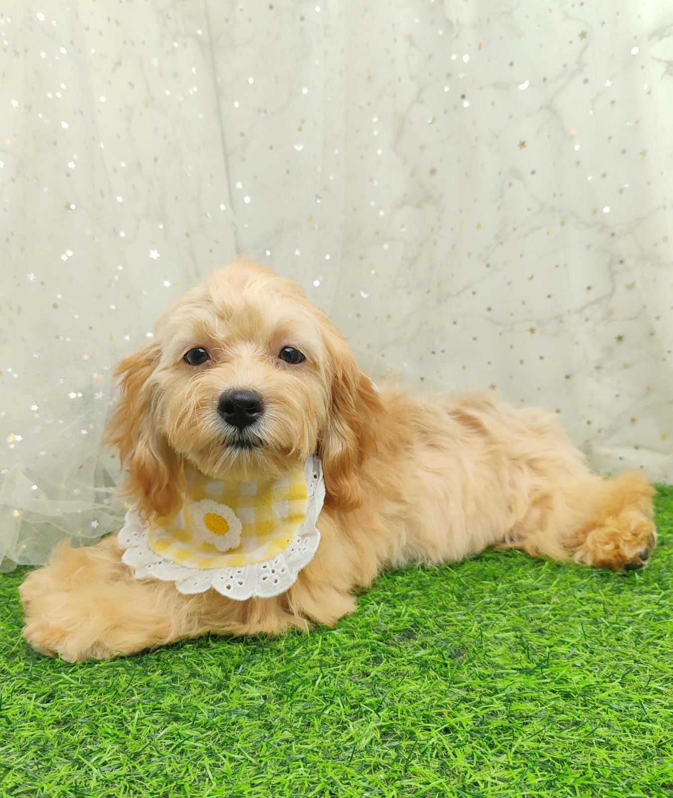 Poodle 娉拌开璐靛