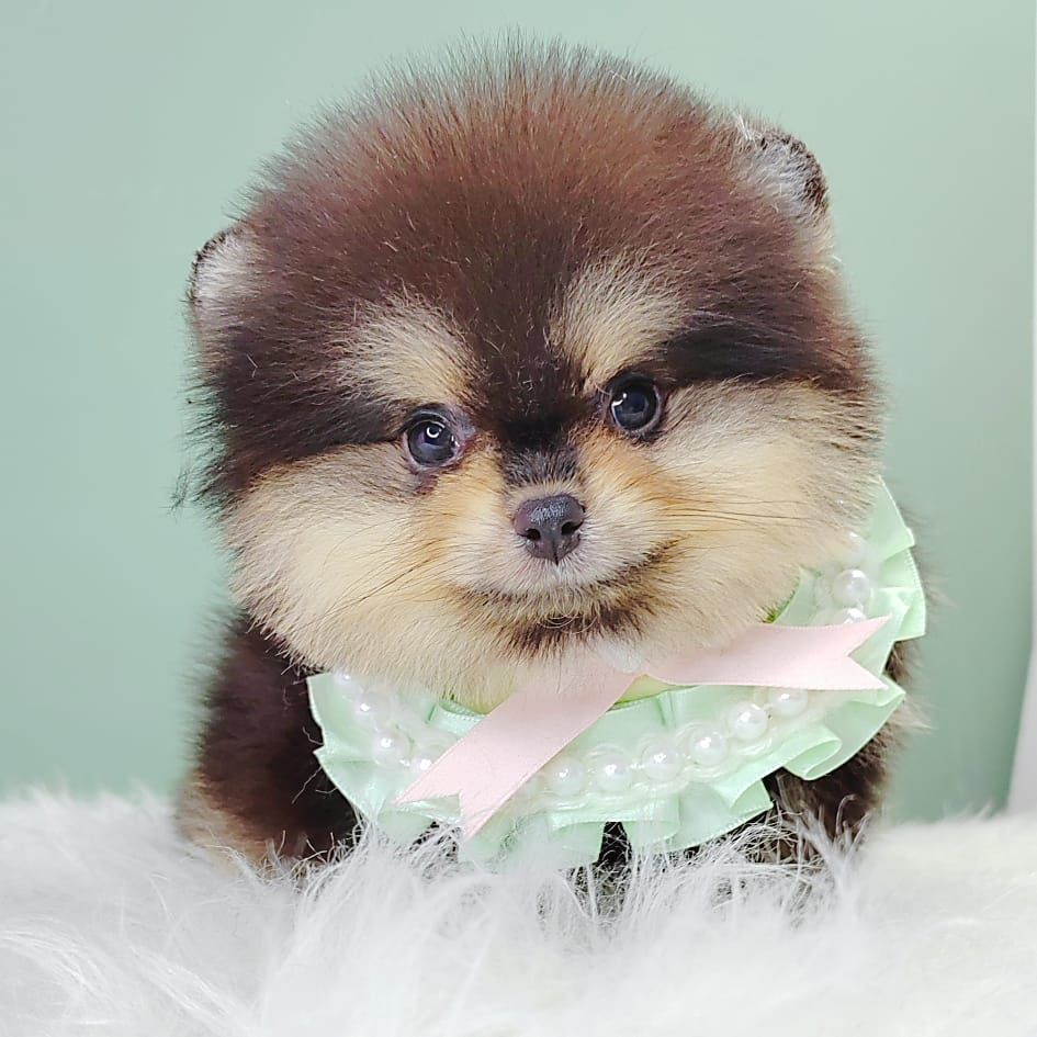 Pomeranian 博美