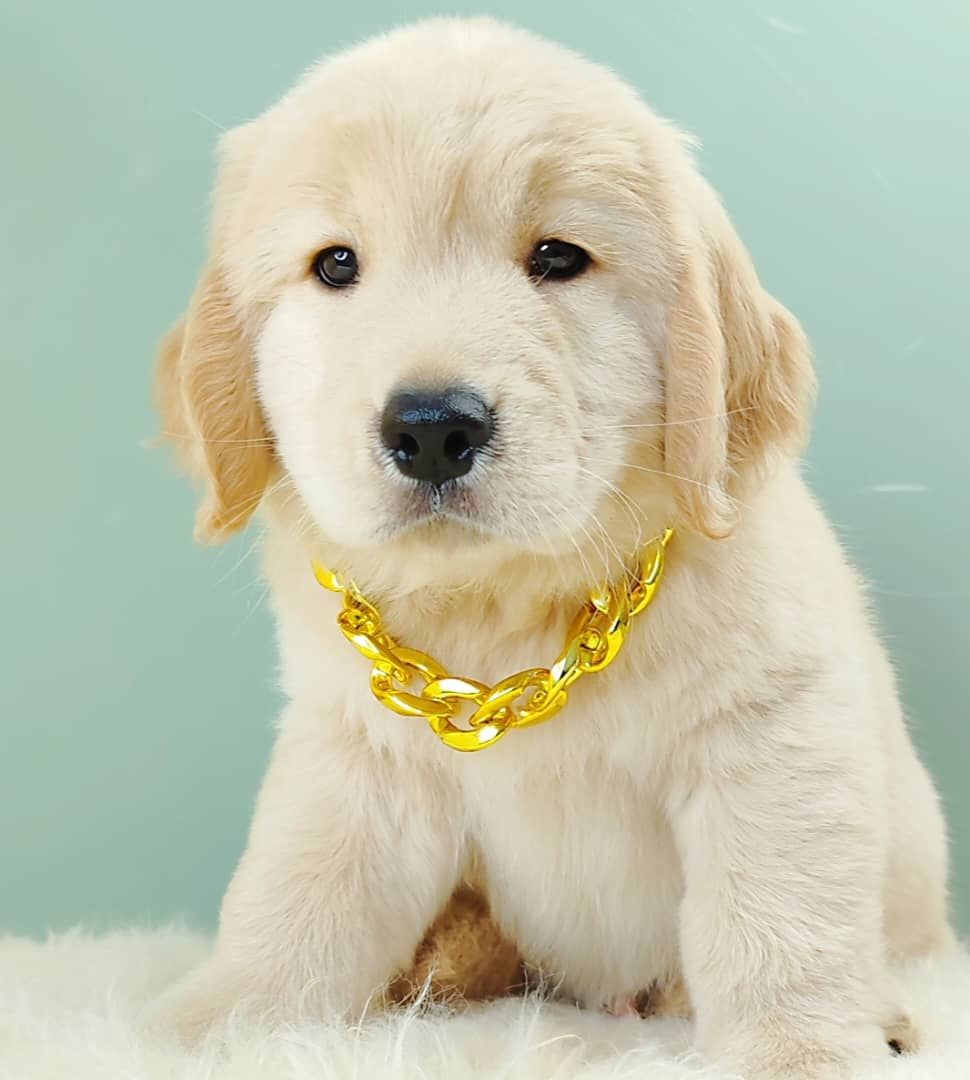 Golden Retriever 黄金猎犬