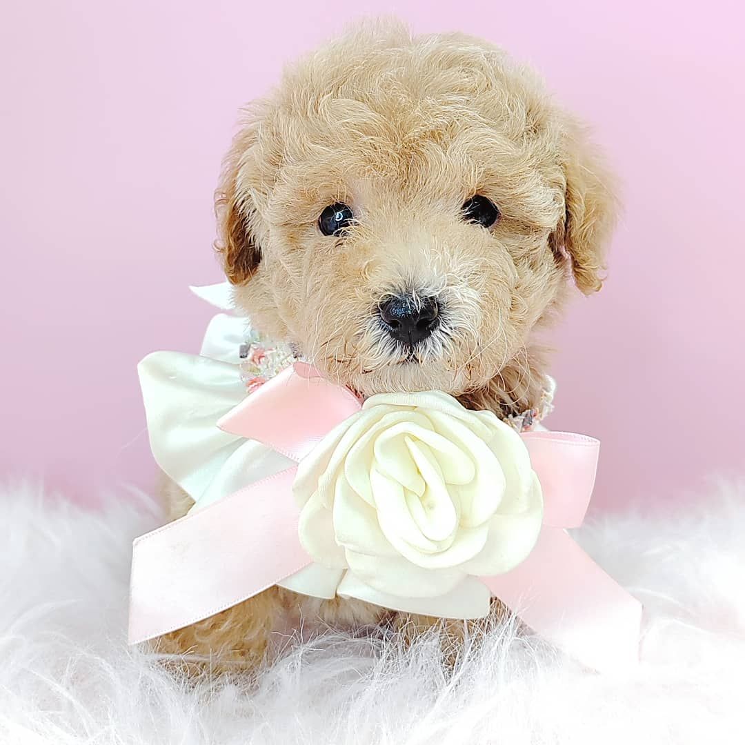 Poodle 娉拌开璐靛