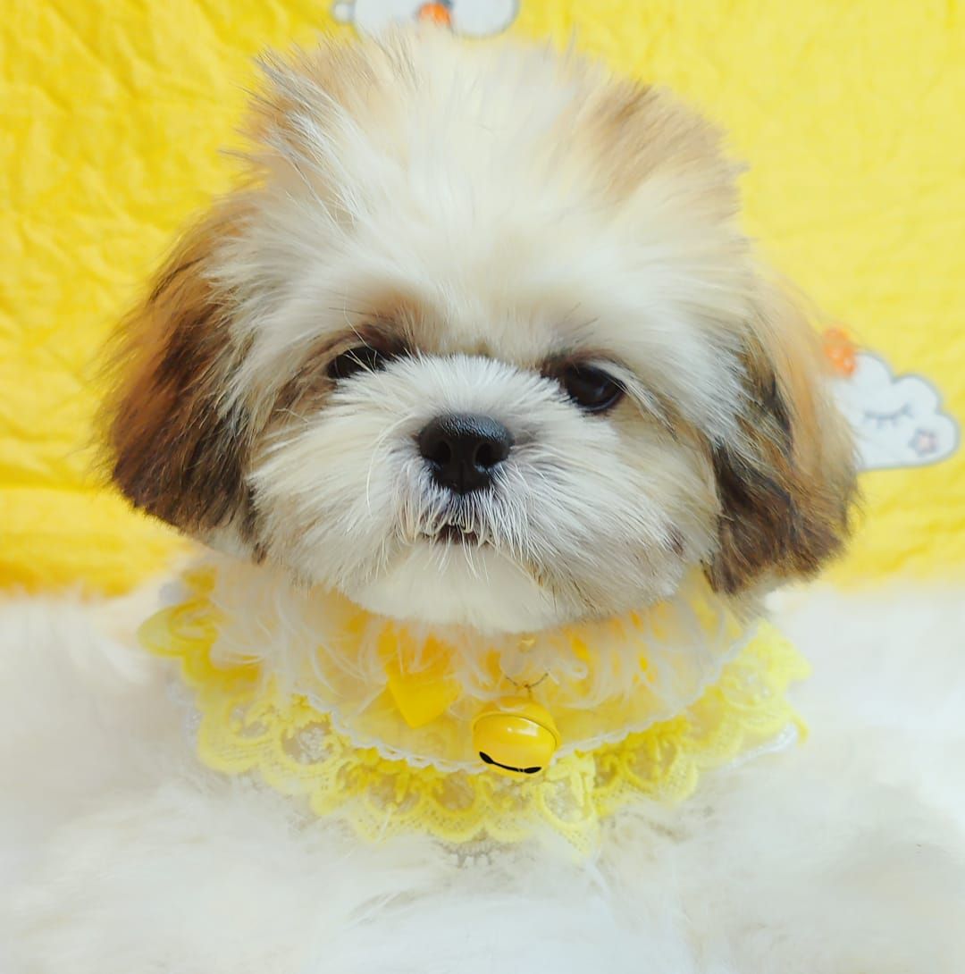Shih Tzu 西施