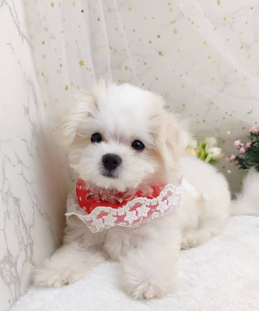 Maltipoo 马尔泰迪