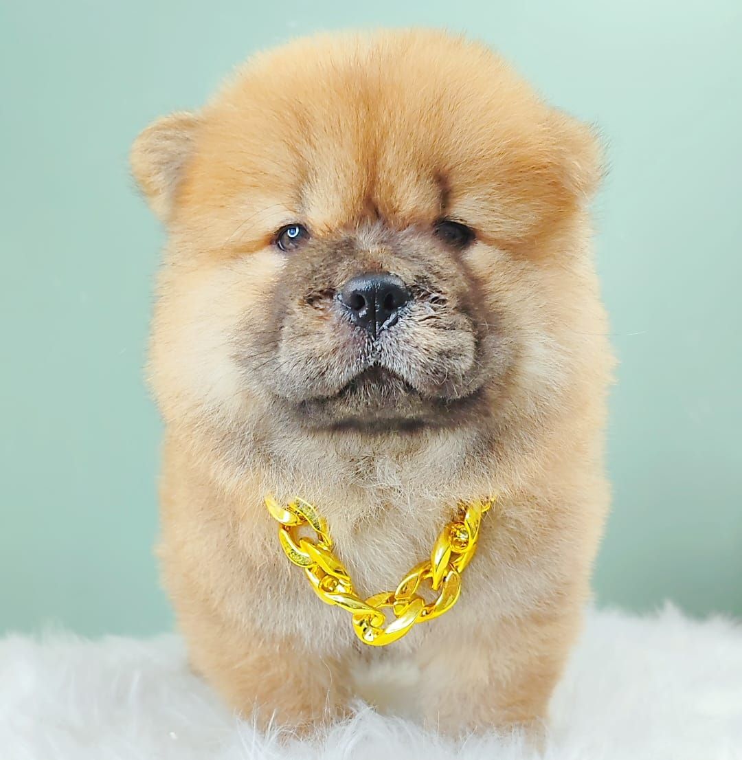 Chow Chow 松狮犬