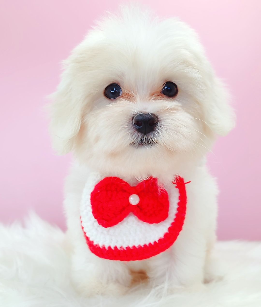 Maltipoo 马尔泰迪