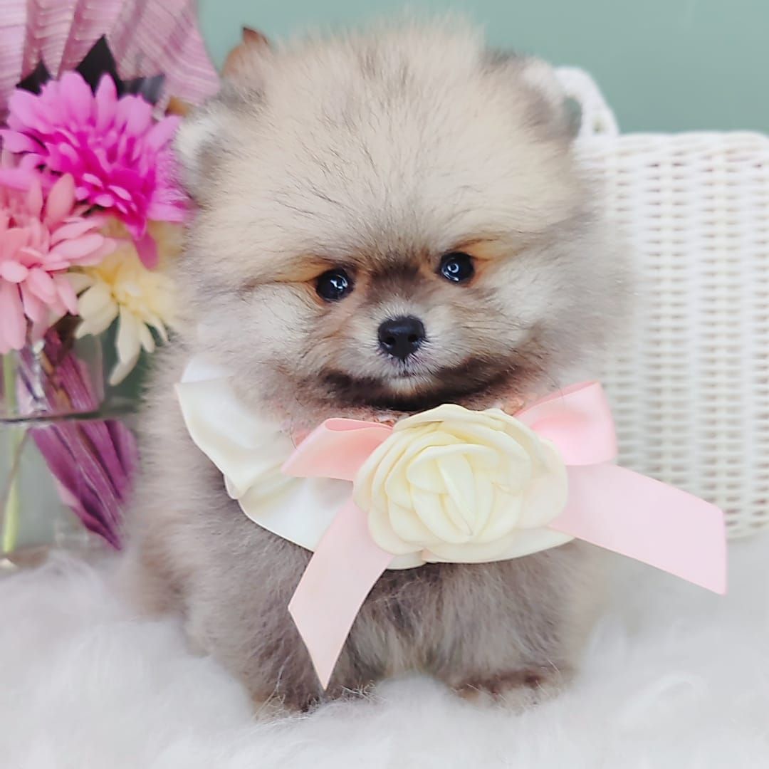 Pomeranian 博美
