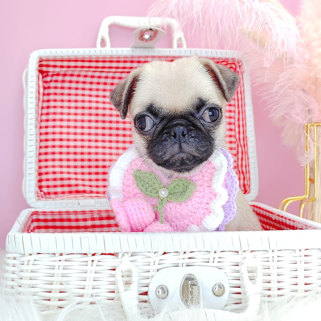 Pug 巴哥