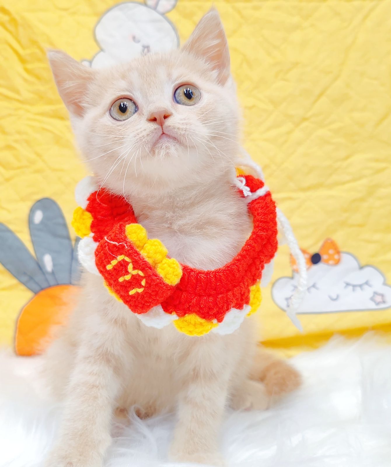 British Short Hair ( BSH ) 英短猫咪