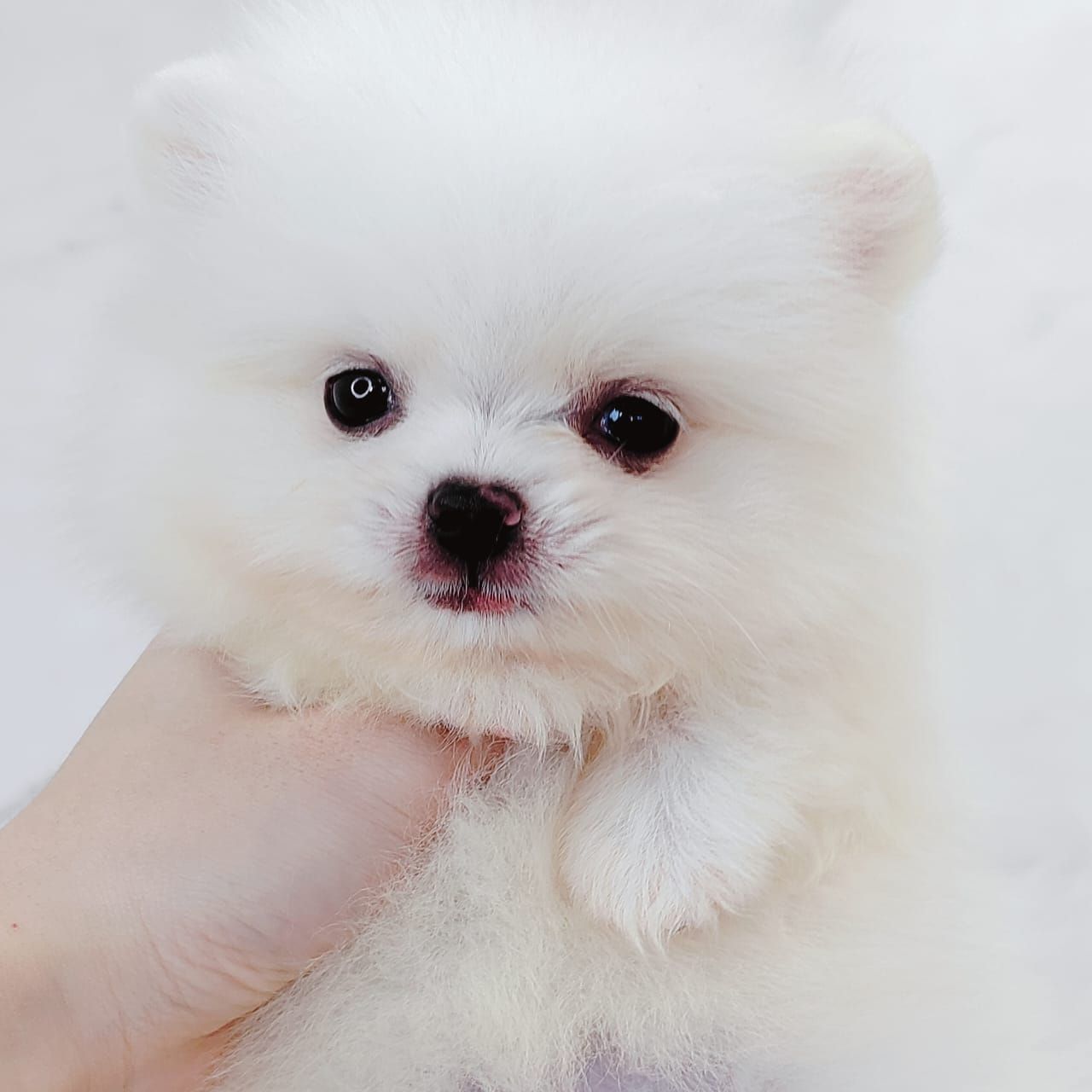 Pomeranian 博美