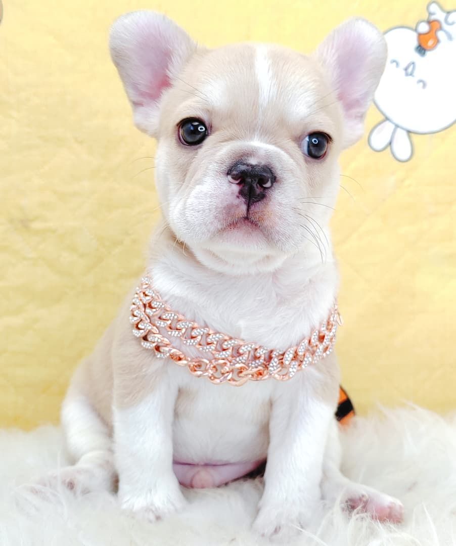 French Bulldog 法斗