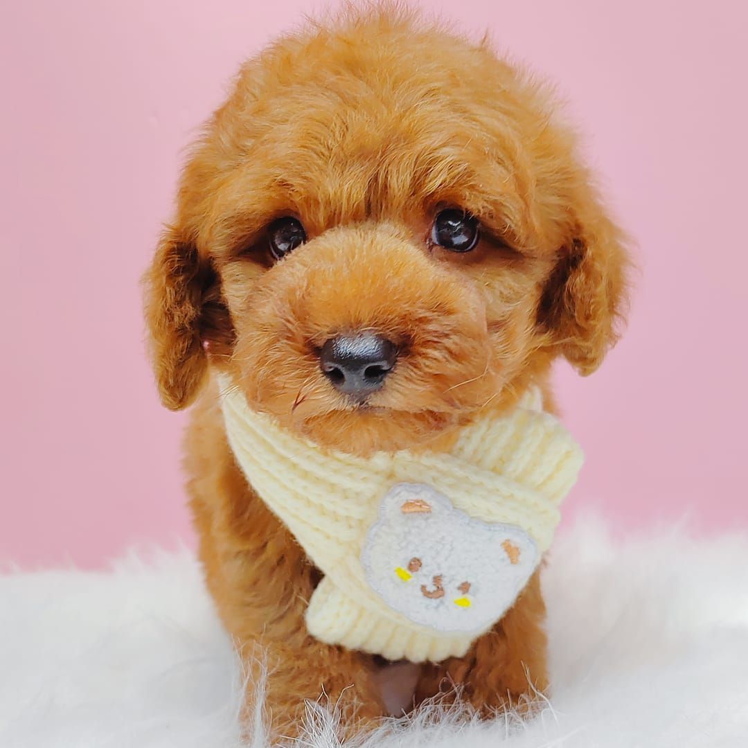 Poodle 娉拌开璐靛