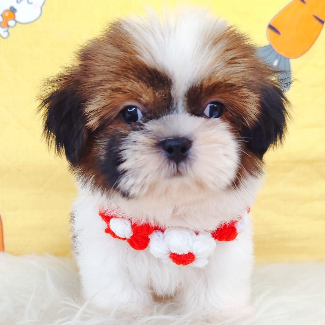 Shih Tzu 西施