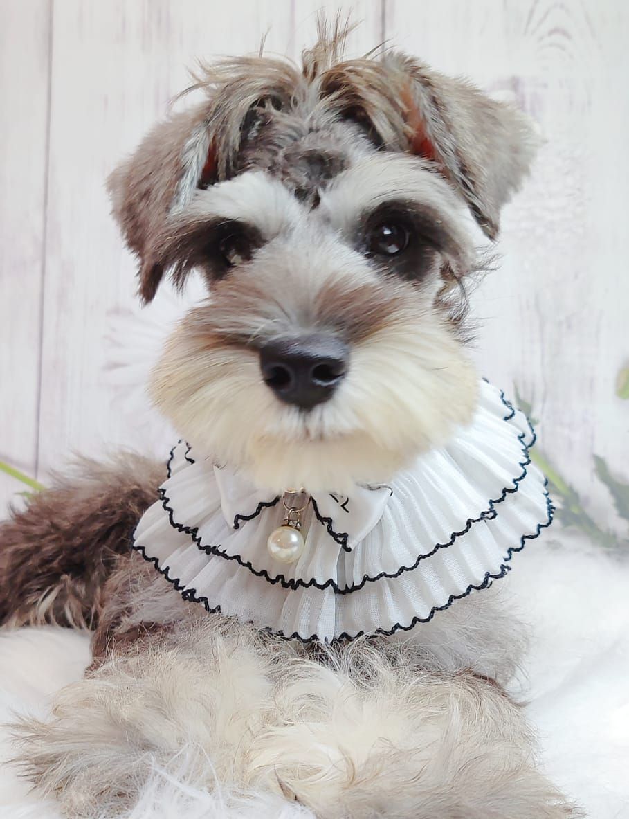 Schnauzer 雪纳瑞