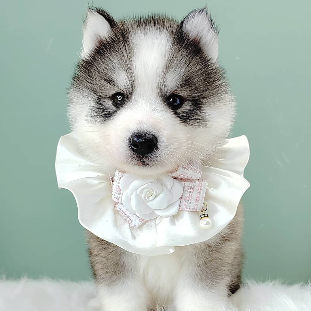 Wooly Husky 哈士奇