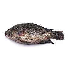 Frozen Black Tilapia Supplier Malaysia | Cheong Vege