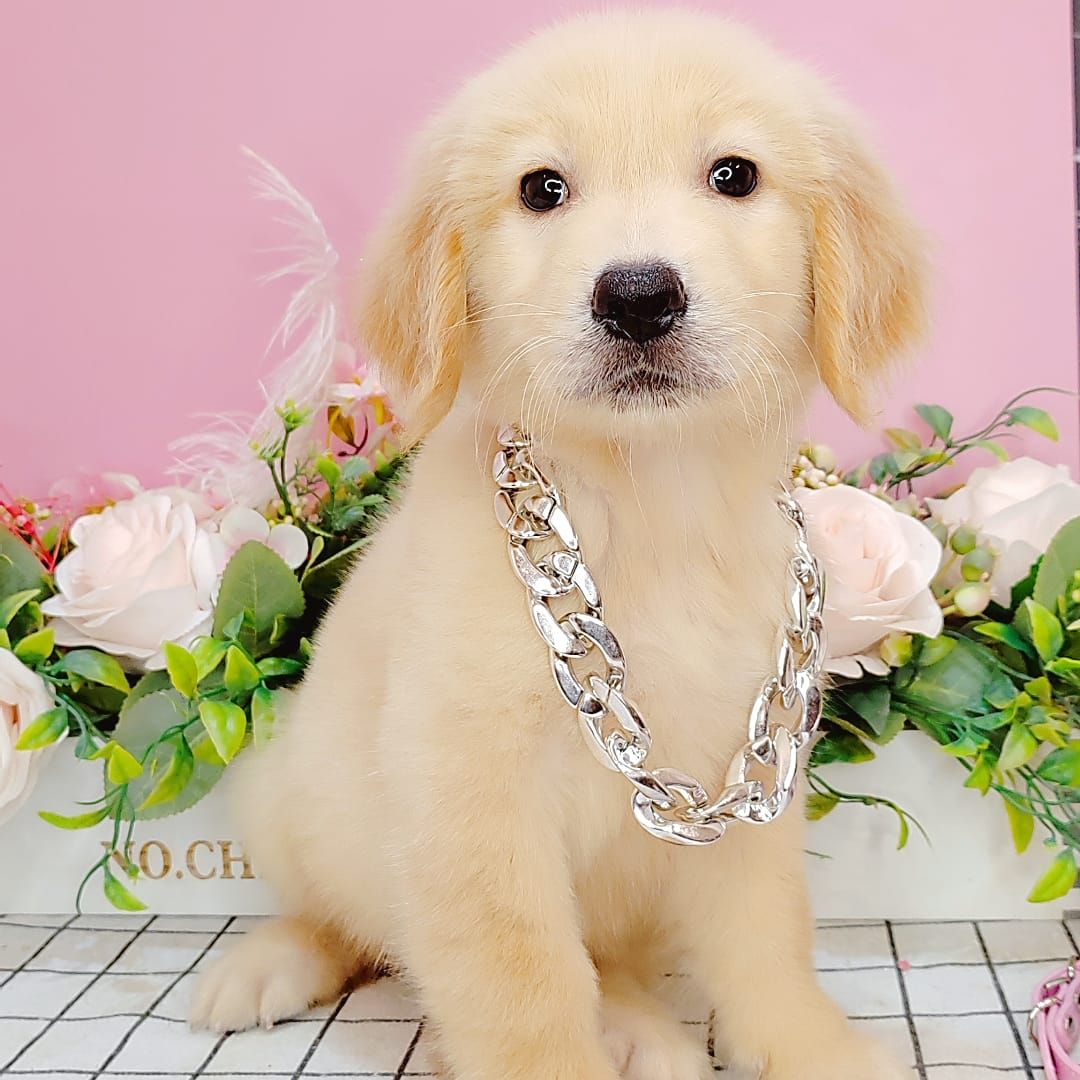  Golden Retriever 黄金猎犬