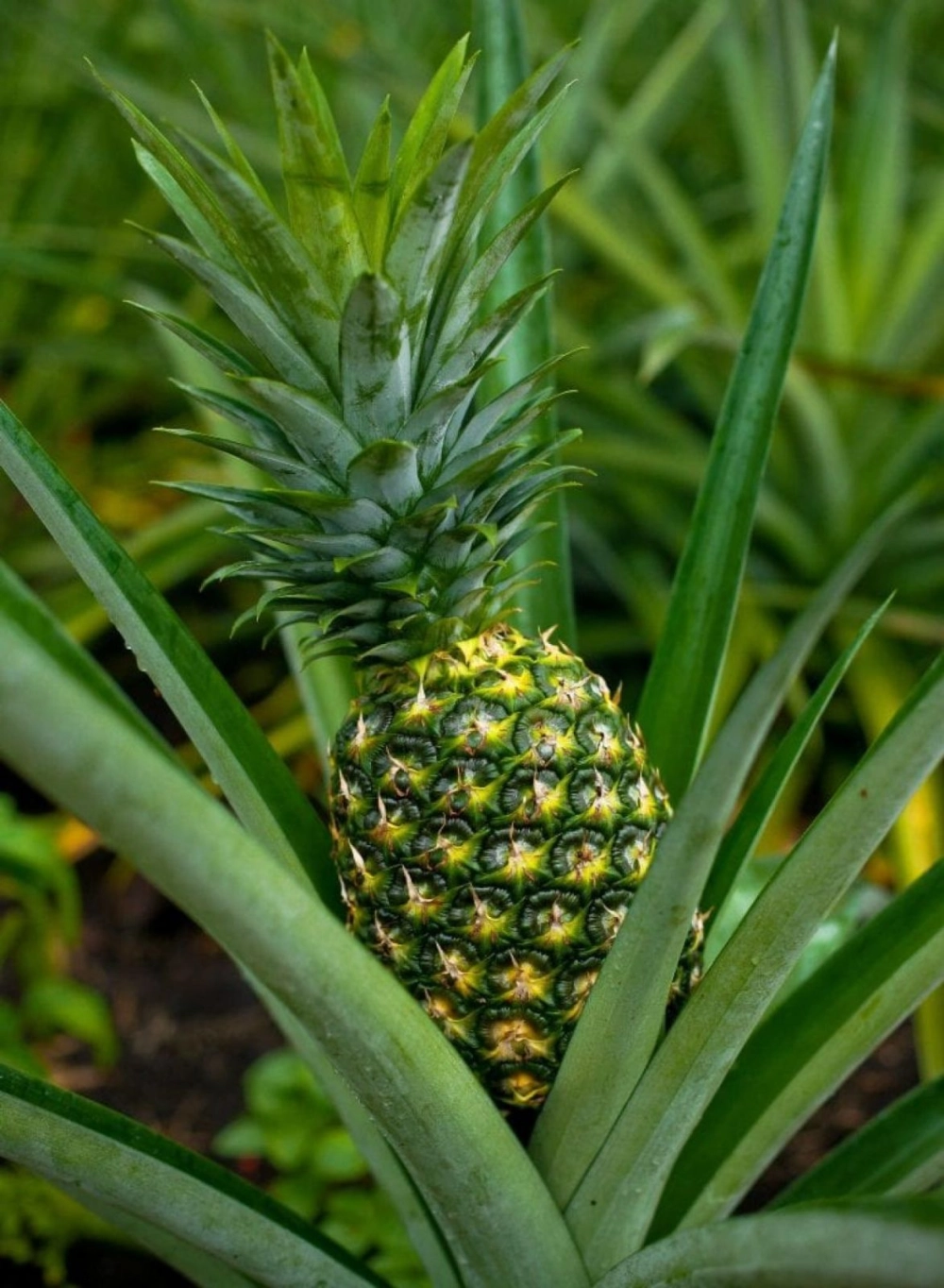 MD2 Pineapple