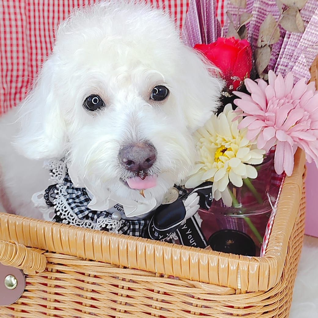 Maltipoo 马尔泰迪