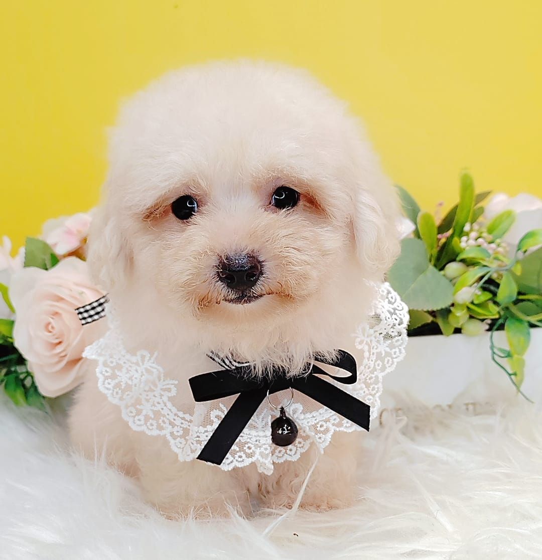 Poodle 娉拌开璐靛