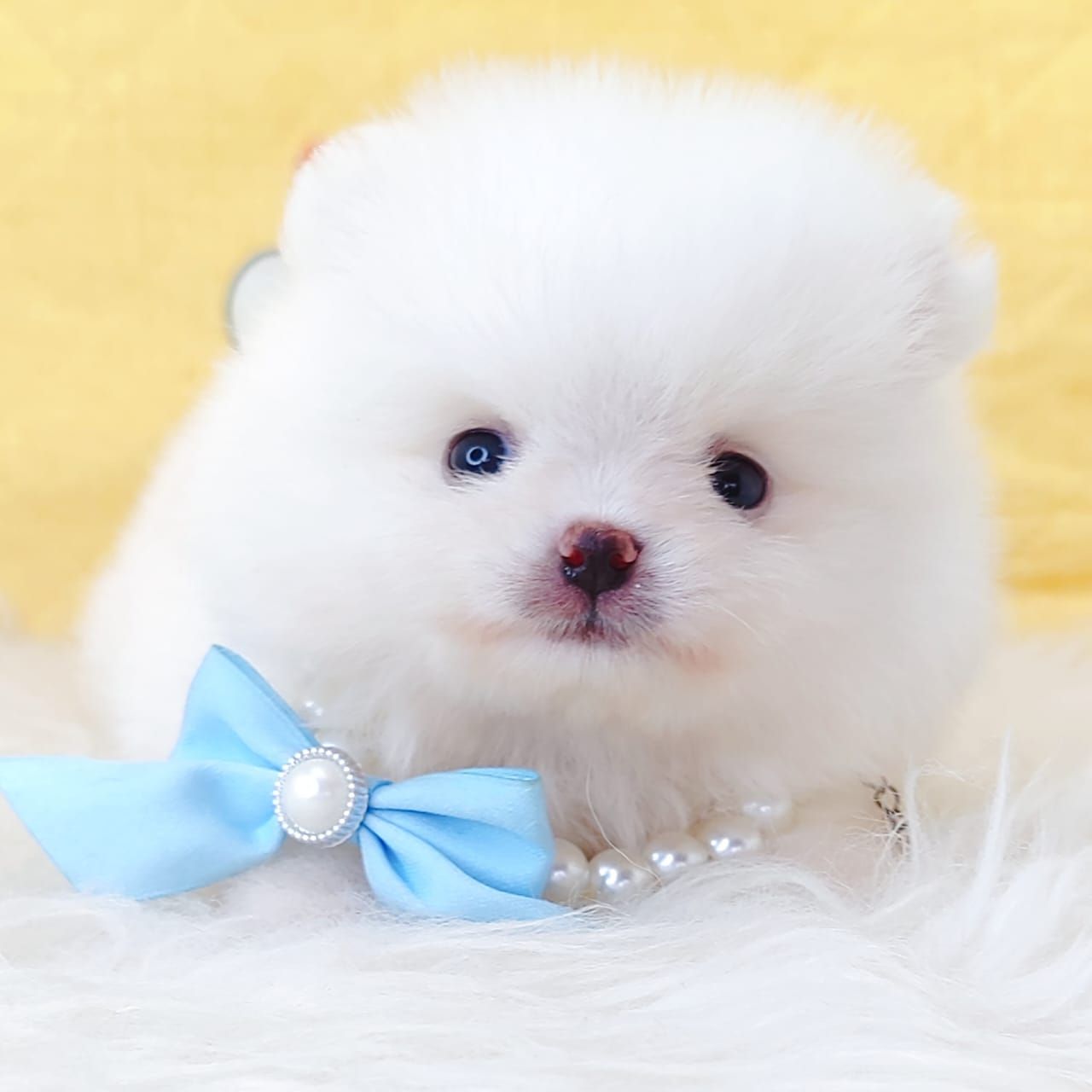 Pomeranian 博美