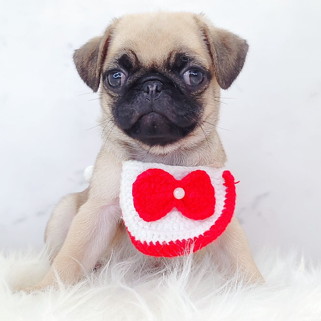 Pug 巴哥