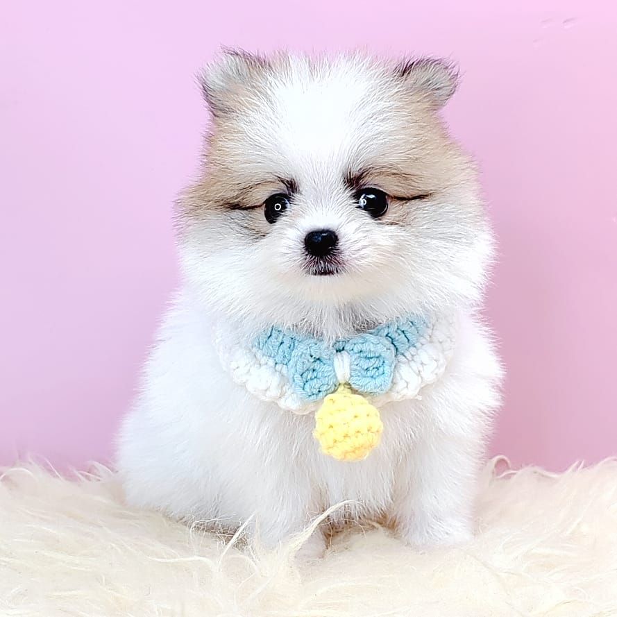 Pomeranian 博美