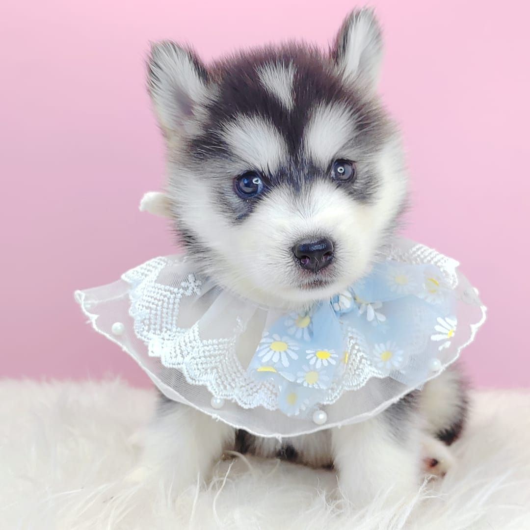 Pomsky 博士奇