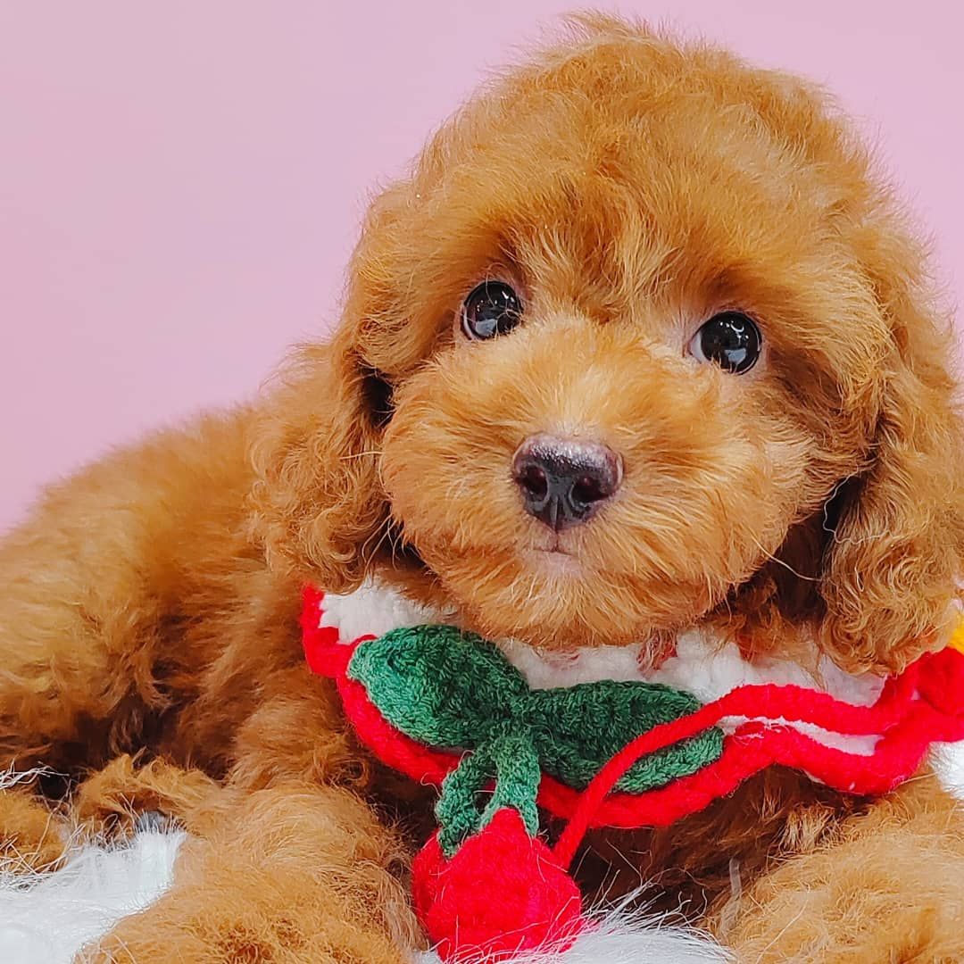 Poodle 娉拌开璐靛