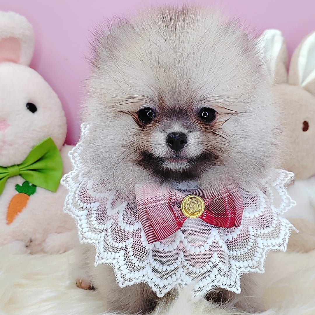 Pomeranian 博美