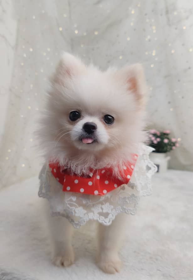 Pomeranian 博美