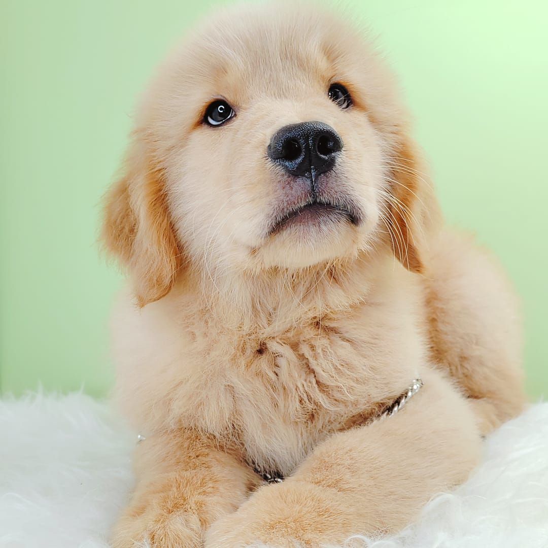 Golden Retriever 黄金猎犬