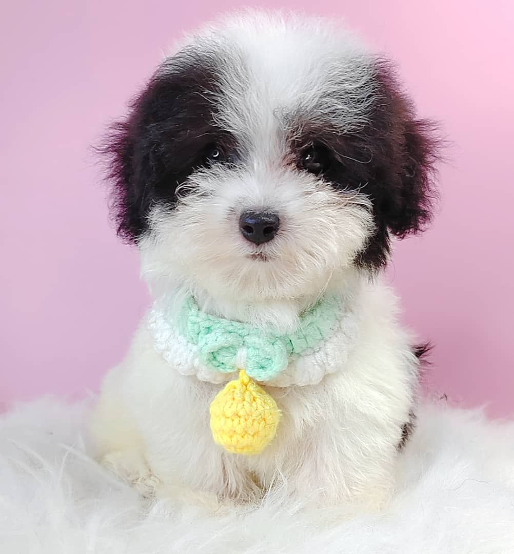 Poodle 娉拌开璐靛