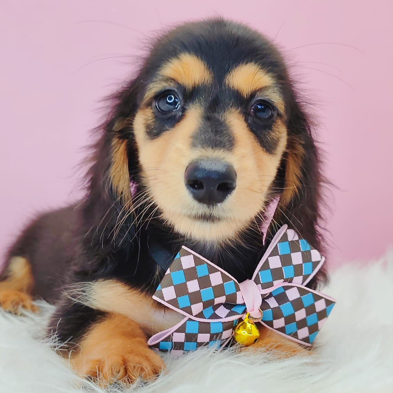 Dachshund 腊肠狗