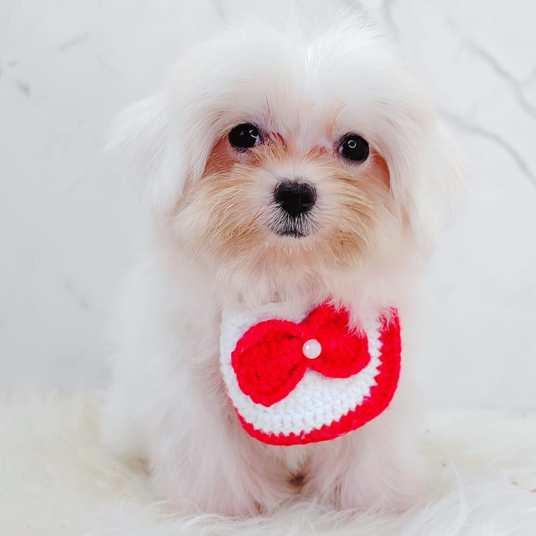 Maltese 马尔济斯