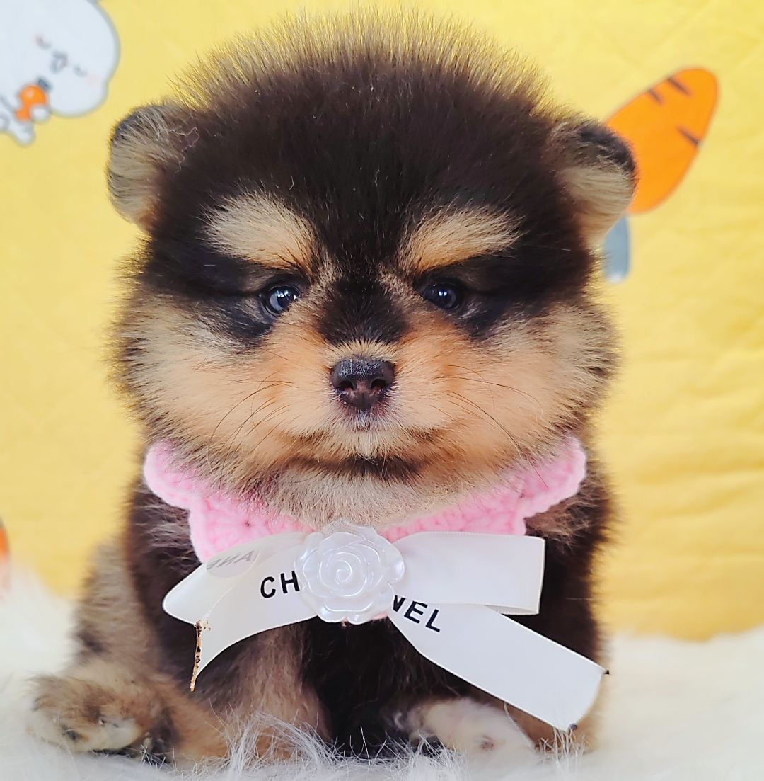 Pomeranian 博美